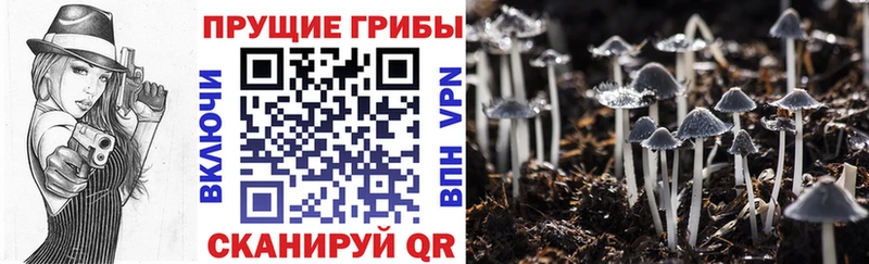 Псилоцибиновые грибы Psilocybe  Купить  Камешково 